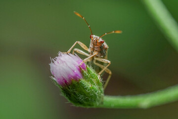 Insect on a flower