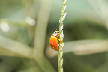 Ladybug on a grass