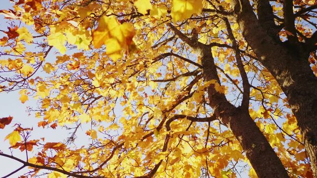 Autumn forest beauty. Golden tree leaves. Sun beam. Blue sky. Dry orange foliage on autumn trees with sun rays shining through. Beautiful golden birch tree leaves