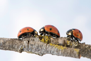 Ladybug walking on tree branch. Red insect with black dots on white background. Microphotography.