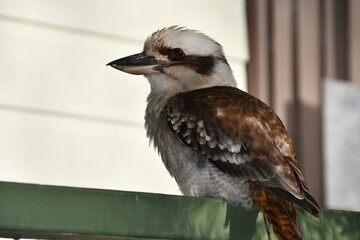 kookaburra tree kingfisher western australia