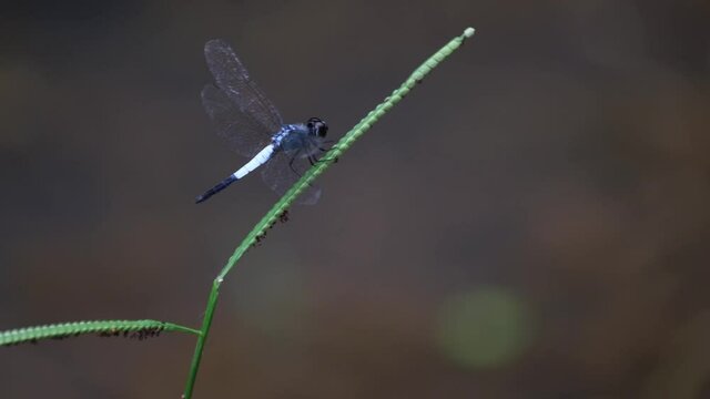 Seen perched on a blade of a grass moving with the wind, flies backwards and returns, Pond Adjutant, Aethriamanta gracilis, Thailand.