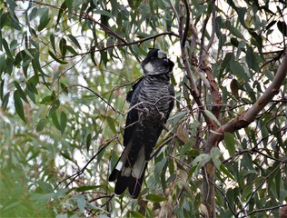 Baudin's Black Cockatoo Calyptorhynchus baudinii