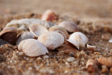 shell on the sand