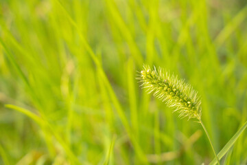 日本の秋の植物　別名猫じゃらしエノコログサのアップ　左側バックぼかしコピースペース有