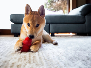 Cute Japanese purebred Shiba inu dog playing with red toy lying on a floor in door at home.Closeup pet looking at camera.