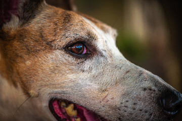2021-10-12 A PORTAIT OF A WHIPPET MIX SHELTER DOG ON KAUAI HAWAII