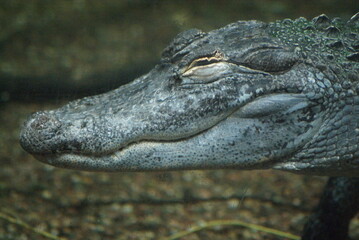 Caiman