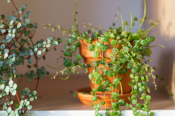Closeup of Peperomia Prostrata in terracotta flower pot and Pilea libanensis trailing houseplant at home, stand on the shelf. Trendy unpretentious houseplant, hobby concept. Selective soft focus