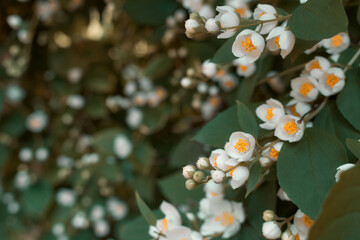 White flowers of a blooming summer apple tree close-up surrounded by green leaves, orange stamens in the petals, diagonal arrangement of flowers.