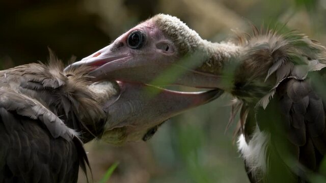 Close up of Two Hooded vultures grooming each other.
