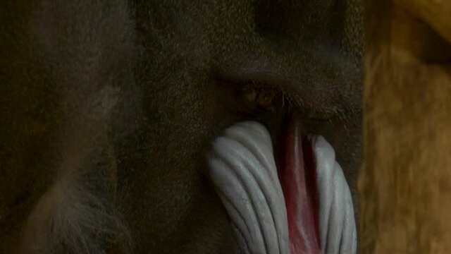 Close-up of the face of a sick Mandrill.