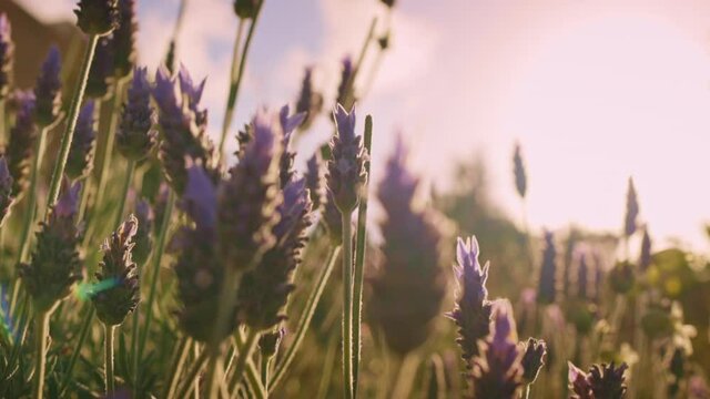 Calming lavender flowers in the zephyr, swaying at sunset, close up