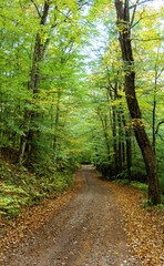 Autumn colors. Dirt country road through a forest, two tall trees framing the road. The leaves change colors in early Autumn and have fallen at roadside. Rural, country scene, crispness in the air.