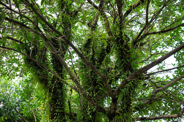 Fototapeta premium A large tree with many epiphytic plants such as orchids, ferns, mosses, lichens, etc.