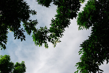 leaves with clouds and sky background