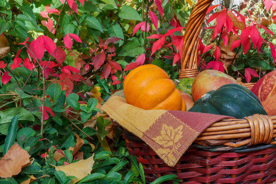 Harvest basket with pumpkin, squash and apples around autumn colored leaves.