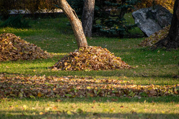 Large pile of dried autumn leaves neatly collected