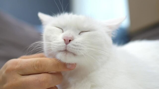 Cute white cat enjoying stroking from his master, pet concept