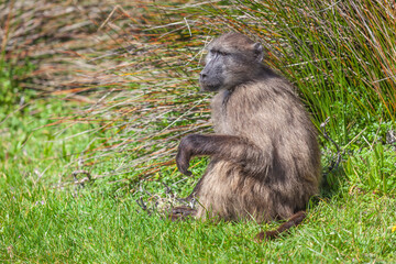 A Chacma Baboon in Table Mountain National Park