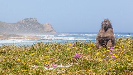 Chacma Baboon near the Cape of Good Hope - 464405229