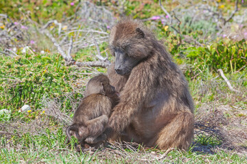 A Chacma Baboon Feeding Her Baby