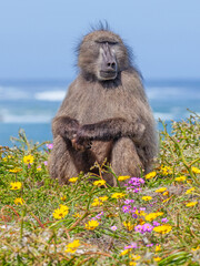Naklejka premium Chacma Baboon near the Cape of Good Hope