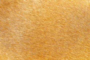 Gold brown fur texture of horse for line patterns background