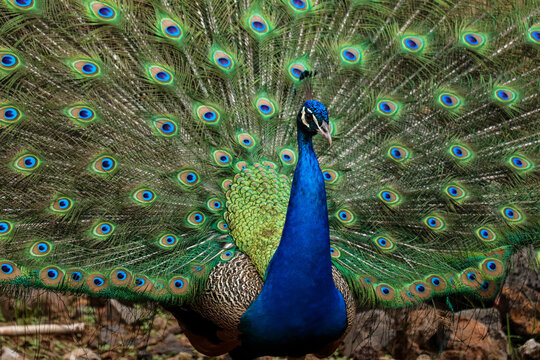 animales