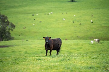 Close up of Stud Beef bulls and cows grazing on grass in a field, in Australia. eating hay and...