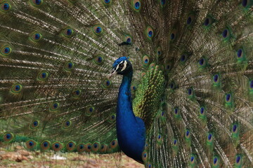 Obraz premium animales