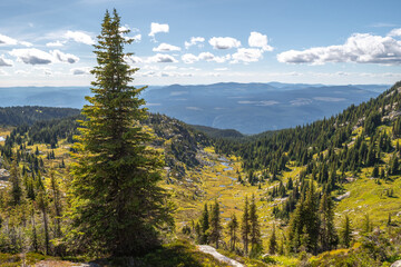 river Valley, pine tree and alpine meadows in the Trophy Mountain area of Wells Gray Provincial Park in BC, Canada, near Clearwater. A colorful mountain landscape © Alisa