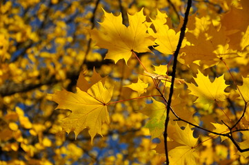 Colorful and bright background of fallen autumn leaves