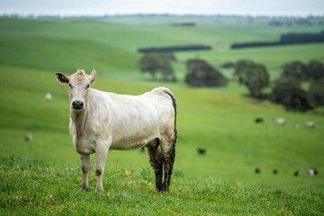Close up of Stud Beef bulls and cows grazing on grass in a field, in Australia. eating hay and...
