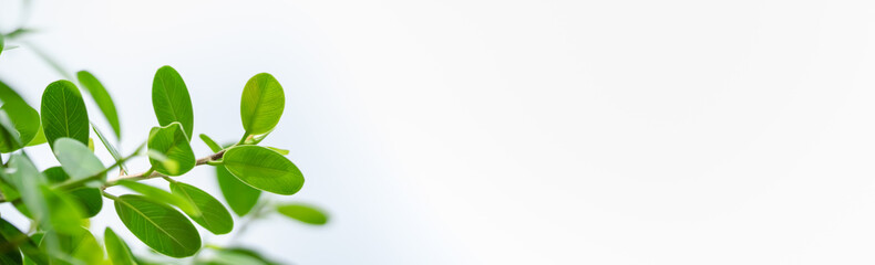 Beautiful nature view green leaf on white sky background with copy space using as background natural plants landscape, ecology cover page concept.