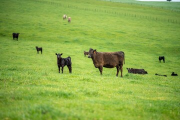 Close up of Stud Beef bulls and cows grazing on grass in a field, in Australia. eating hay and...