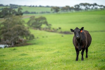 Close up of Stud Beef bulls and cows grazing on grass in a field, in Australia. eating hay and...