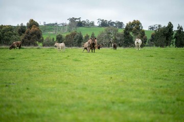 Close up of Stud Beef bulls and cows grazing on grass in a field, in Australia. eating hay and...