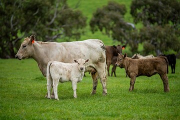Close up of Stud Beef bulls and cows grazing on grass in a field, in Australia. eating hay and...
