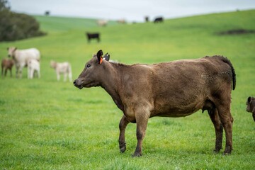 Close up of Stud Beef bulls and cows grazing on grass in a field, in Australia. eating hay and...