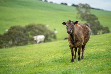 Close up of Stud Beef bulls and cows grazing on grass in a field, in Australia. eating hay and...