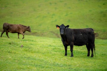 Close up of Stud Beef bulls and cows grazing on grass in a field, in Australia. eating hay and...