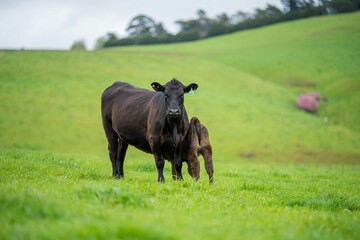 Close up of Stud Beef bulls and cows grazing on grass in a field, in Australia. eating hay and...