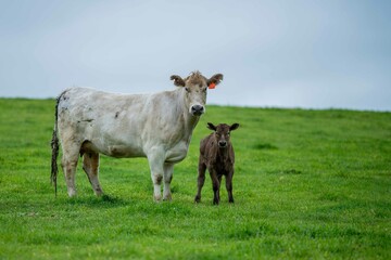Close up of Stud Beef bulls and cows grazing on grass in a field, in Australia. eating hay and...