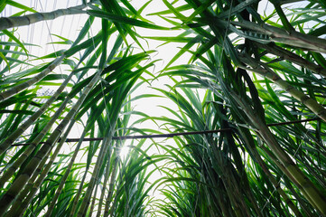 Fototapeta na wymiar Sugarcane plants growing under sky
