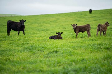 Close up of Stud Beef bulls and cows grazing on grass in a field, in Australia. eating hay and...
