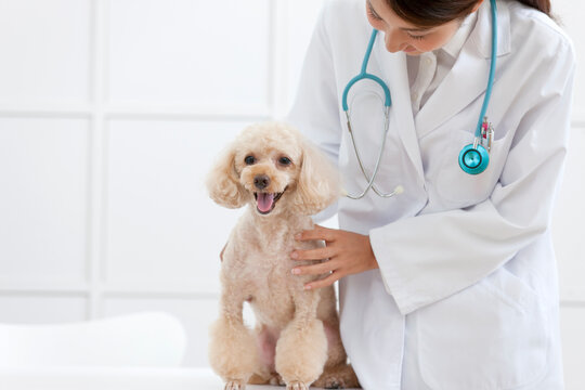 犬を診る獣医