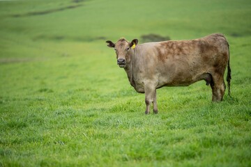 Close up of Stud Beef bulls and cows grazing on grass in a field, in Australia. eating hay and...