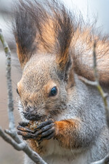 The squirrel with nut sits on tree in the winter or autumn. Eurasian red squirrel, Sciurus vulgaris.
