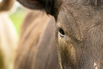 Close up of Stud Beef bulls and cows grazing on grass in a field, in Australia. eating hay and...
